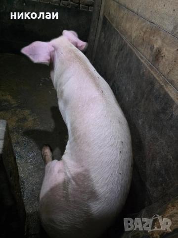Продавам големи угоени прасета за коледа, снимка 10 - Прасета - 52070357
