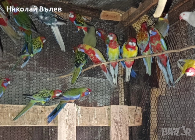 Пенанти , снимка 18 - Папагали - 52105277