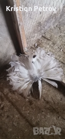 продавам фенерлии, снимка 6 - Гълъби - 52884902