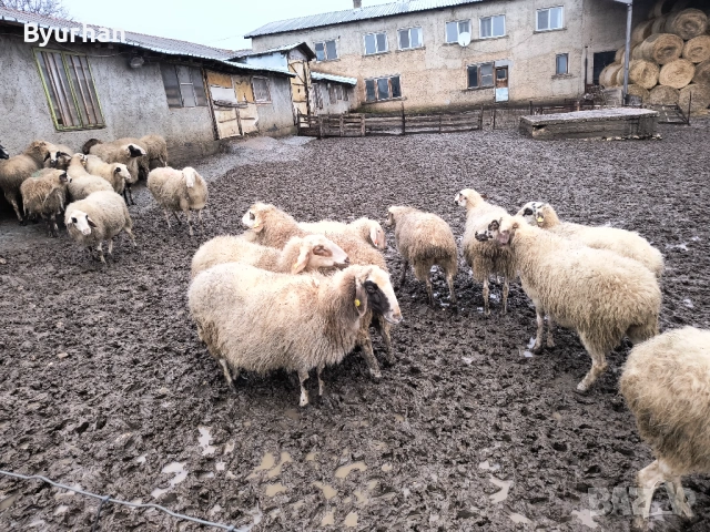Свободно бременни овце, снимка 2 - Овце - 53512391