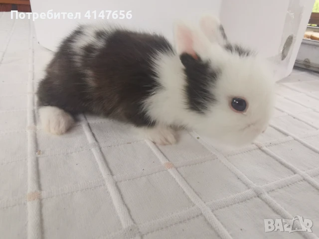 Декоративни мини зайчета, снимка 2 - Декоративни зайчета - 46431929