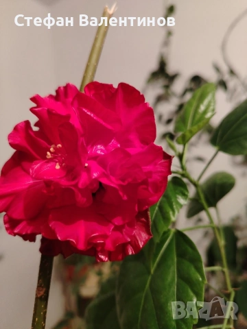 Хибискуси/китайски рози с едри кичести цветове, снимка 7 - Стайни растения - 52044964