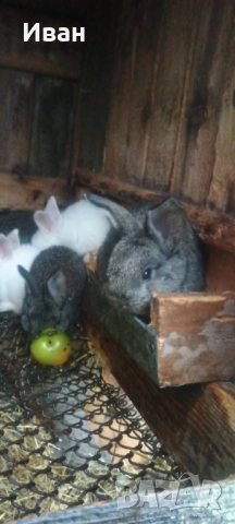 Малки великанчета, снимка 3 - Други - 52684005