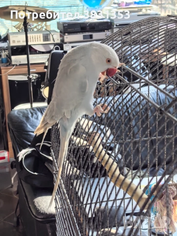 Малък Александър с голяма клетка , снимка 6 - Папагали - 53663642
