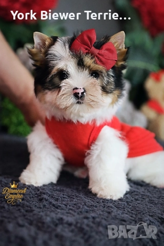 Йорки, страхотни момчета и момичета с родословие за деца и възрастни!, снимка 3 - Йоркширски териер - 52928243