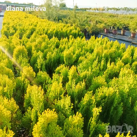 Източната туя Ауреа Нана, Thuja orientalis ‘Aurea Nana’, снимка 10 - Градински цветя и растения - 46569102