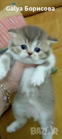 Британски биколори , снимка 7 - Британска късокосместа - 54162093