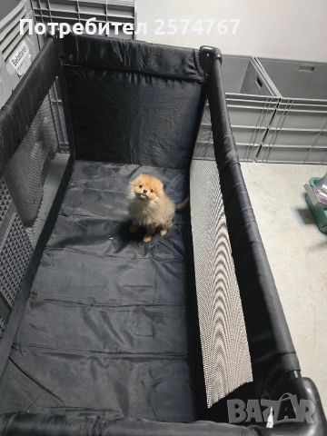 Померански шпиц , снимка 9 - Померан - 52679788