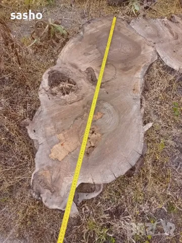 шайби от изсъхнал орех , снимка 7 - Декорация за дома - 50315436