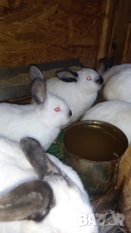 Чистокръвни калифорнийски зайци 