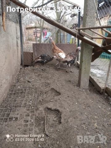 Продавам малки пуйчета, снимка 4 - Кокошки и пуйки - 52966687