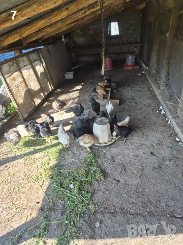 Продавам селски пилета , снимка 4 - Кокошки и пуйки - 54163644