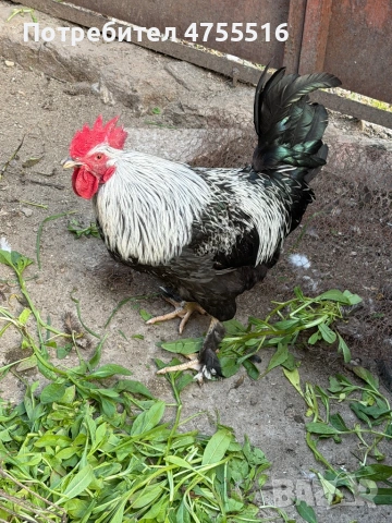 Продавам петли за месо и разплод 