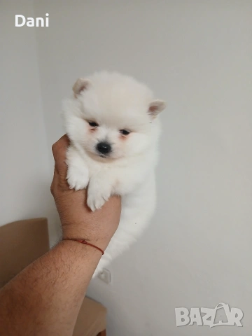 Mini Pomeran , снимка 5 - Померан - 53417593