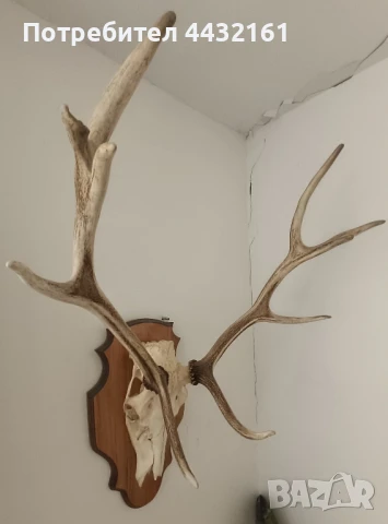 трофей череп с рога, снимка 2 - Други - 51100089