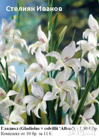 ГЛАДИОЛИ - РАЗЛИЧНИ СОРТОВЕ (ГРУДКИ), снимка 8 - Сортови семена и луковици - 53654337