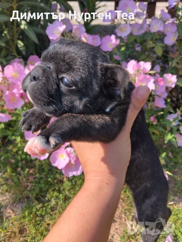 Френско булдоче , снимка 1