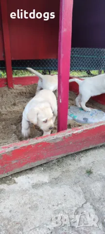 Лабрадор, снимка 7 - Лабрадор ретривър - 42930748