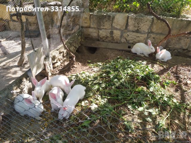 Зайци, снимка 1 - Други животни - 46345067