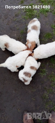 Каракачански кученца , снимка 2 - Каракачанска овчарка - 52618838