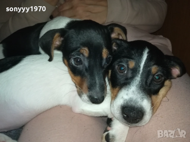 ФИНАЛНА ПРОДАЖБА-ПОСЛЕДЕН ДЖАК РЪСЕЛ-СЛАДКА ДАМА 3010251451, снимка 2 - Джак ръсел териер - 52235740