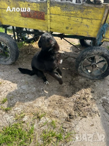 Каракачнка, снимка 4 - Каракачанска овчарка - 54182009