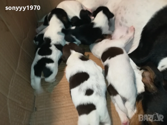 ДЖАК РЪСЕЛ-250ЛВ ЗА СЛАДКО КУТРЕ ПО ИЗБОР 2508251815, снимка 17 - Джак ръсел териер - 51486615