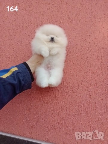 Мъжки бял Померан. Реални снимки от 06.01.26 г. , снимка 2 - Померан - 53003939