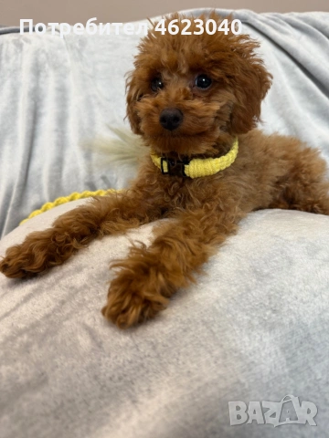 Ръчно изработени поводи и нашийници, снимка 2 - За кучета - 53752182