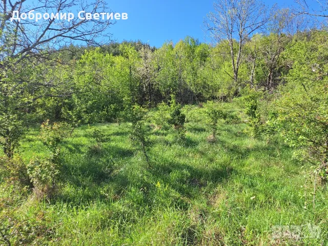 парцел в Еленският балкан , снимка 13 - Парцели - 50342176