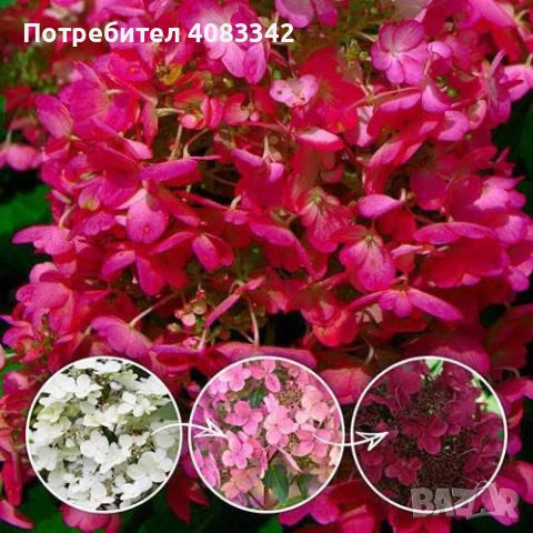 Хортензия за слънце, снимка 2 - Градински цветя и растения - 54139787