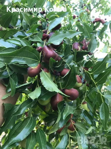 Китайска фурма, Хинап, плодове, лечебни растения, снимка 4 - Домашни продукти - 47214623