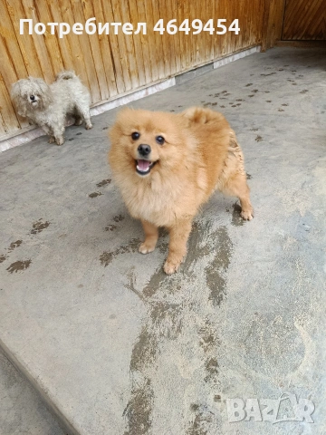 Пумерани-мини шпиц, снимка 5 - Померан - 53933780