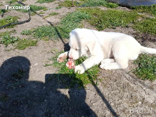 Алабай , снимка 7 - Алабай - 53407632