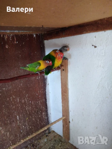 Продавам маскови и фишерови неразделки, снимка 2 - Канари - 49011341