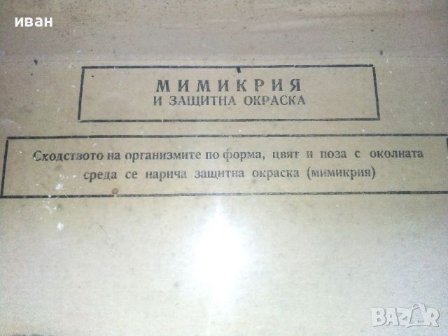 "Мимикрия и защитна окраска" - ДПП-"Детска радост" - София, снимка 2 - Антикварни и старинни предмети - 46590911