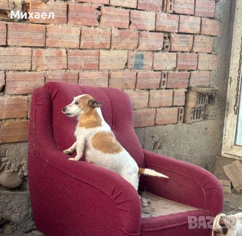 Джак ръсел, снимка 3 - Джак ръсел териер - 54210643