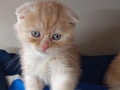 Шотландски клепоухи котенца, снимка 5