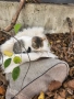 Подаряваме малко коте , снимка 2