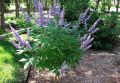 Дърво на целомъдрието (Vitex agnus castus) АВРАМОВО ДЪРВО, ВИТЕКС АГНУС КАСТУС, снимка 3