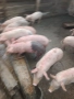 малки прасенца над 25кг., снимка 4
