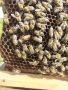 Продавам пчелни майки, снимка 1 - За пчели - 45171384