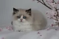 Ragdoll расови котенца с родословие ,Регдол ,Рагдол, снимка 11