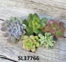 Succulents mix, 5бр. резника, снимка 5