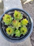 Продавам семпервивум, снимка 1