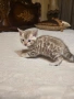 Бенгалско коте, снимка 11