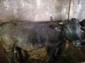 Продавам телета, снимка 1 - Крави - 45725127