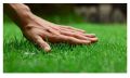 Косене на трева., снимка 1 - Градински цветя и растения - 45294256