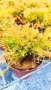 Западна туя Рейнголд (Thuja occidentalis Rheingold), студоустойчива, снимка 8