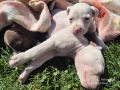 Малки бебета питбули , снимка 3